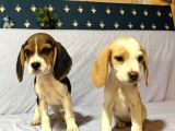 Beagle