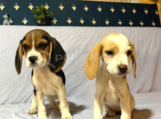 BEAGLE