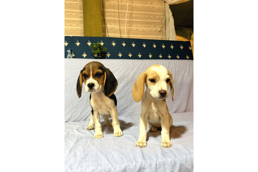 Beagle