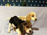 Beagle