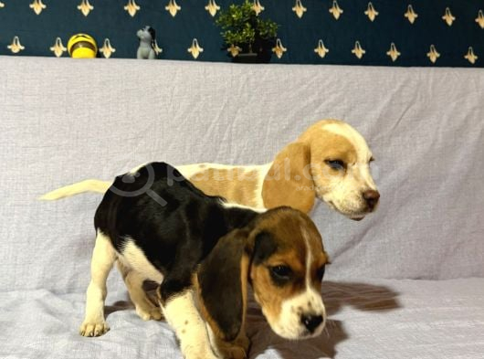 Beagle görsel