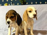Beagle