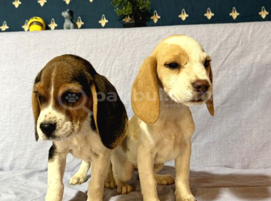 Beagle görsel