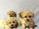 Malti̇poo