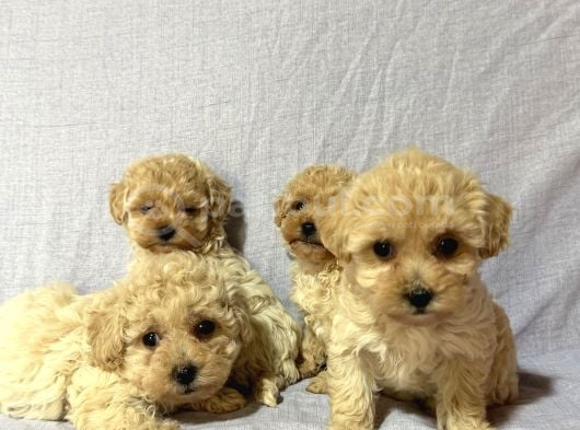Malti̇poo görsel