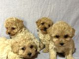 Malti̇poo