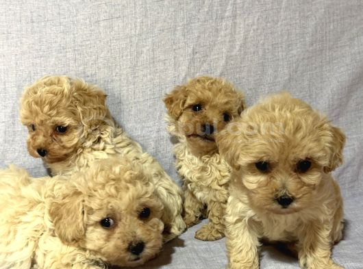 Malti̇poo