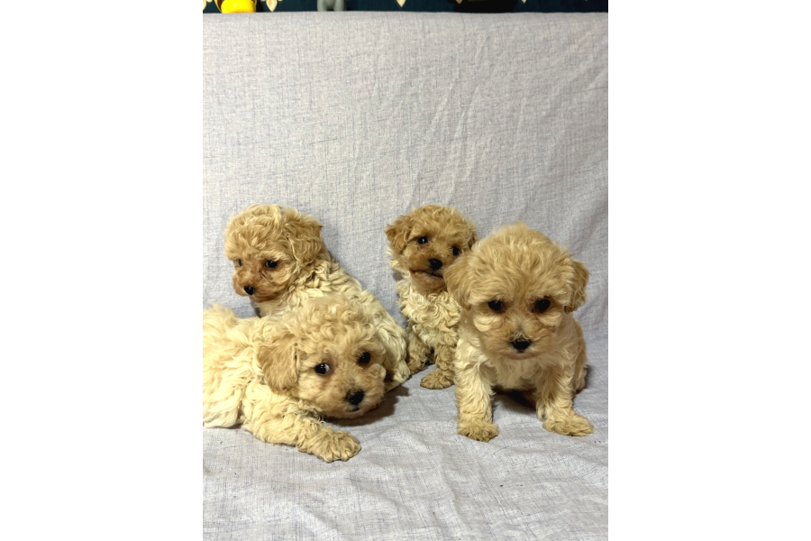 Maltİpoo