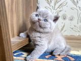 Muhteşem Lilac-Gerçek British Shorthair Yavruları
