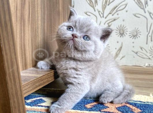 Muhteşem Lilac-Gerçek British Shorthair Yavruları