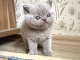 Muhteşem Lilac-Gerçek British Shorthair Yavruları