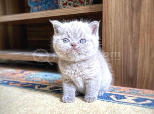 Muhteşem Lilac-Gerçek British Shorthair Yavruları görsel