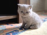 Muhteşem Lilac-Gerçek British Shorthair Yavruları