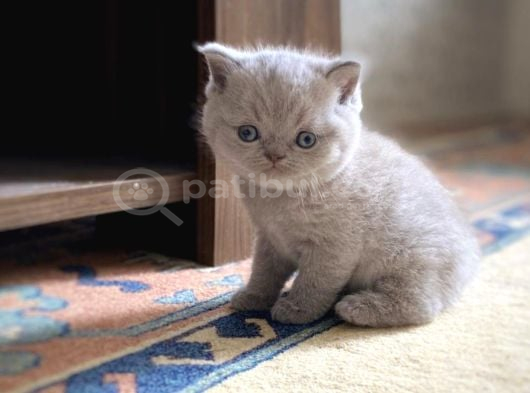 Muhteşem Lilac-Gerçek British Shorthair Yavruları görsel