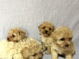 Malti̇poo