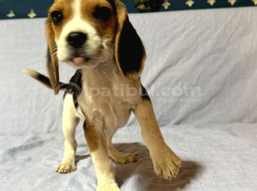 Beagle görsel