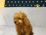 Mi̇nyatür Poodle