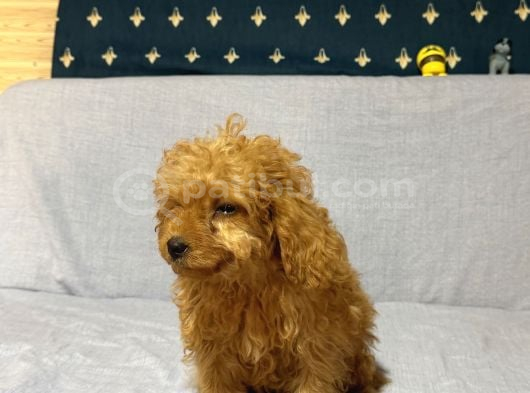Mi̇nyatür Poodle görsel