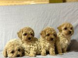 Malti̇poo