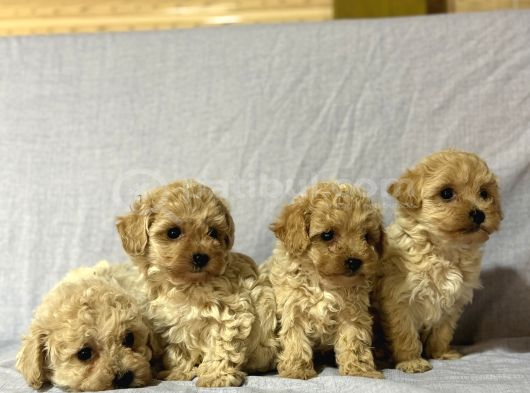 Malti̇poo görsel