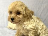 Malti̇poo