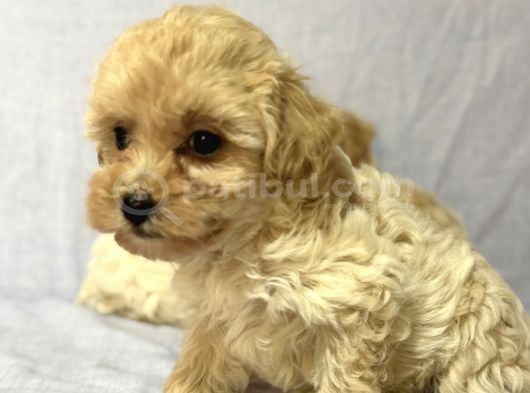 Malti̇poo görsel