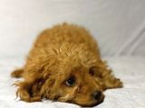 Mi̇nyatür Poodle