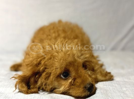 Mi̇nyatür Poodle görsel