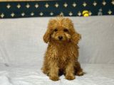 Mi̇nyatür Poodle