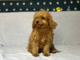 Mi̇nyatür Poodle