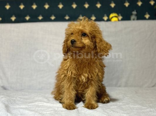 Mi̇nyatür Poodle