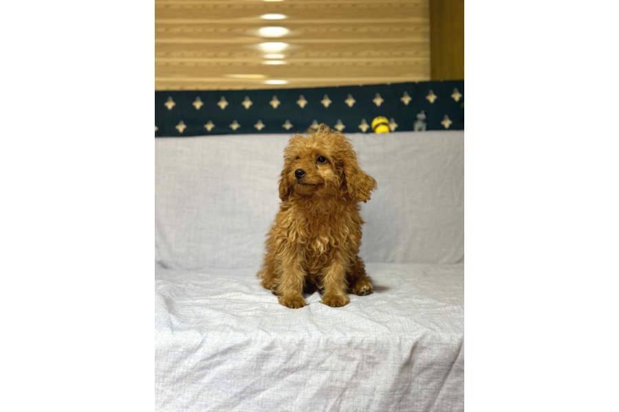 MİnyatÜr Poodle