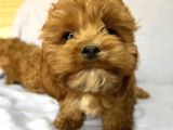 Cavapoo