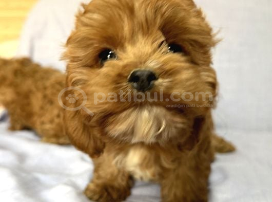 CAVAPOO