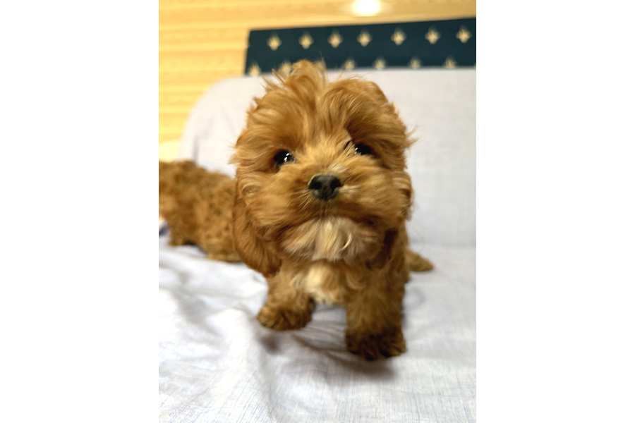 Cavapoo