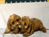 Cavapoo