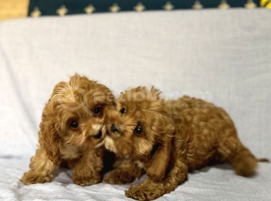 Cavapoo görsel
