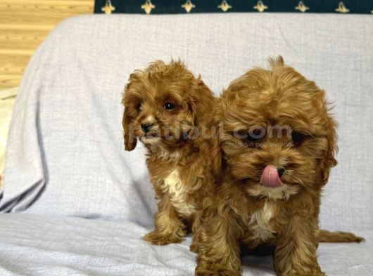 Cavapoo görsel