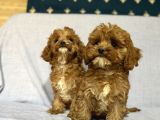 Cavapoo