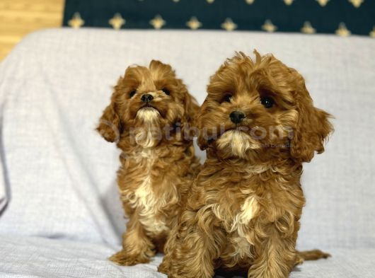 Cavapoo görsel