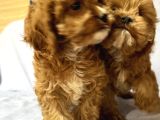 Cavapoo