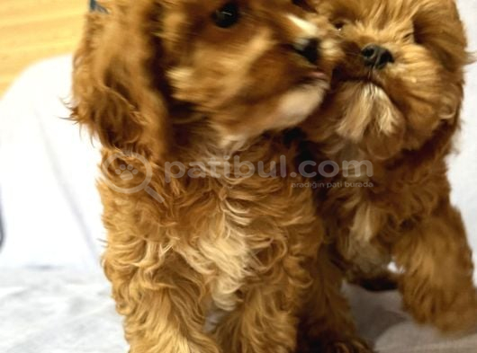 Cavapoo görsel