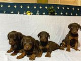 DOBERMAN