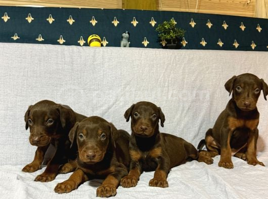 Doberman