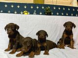 Doberman
