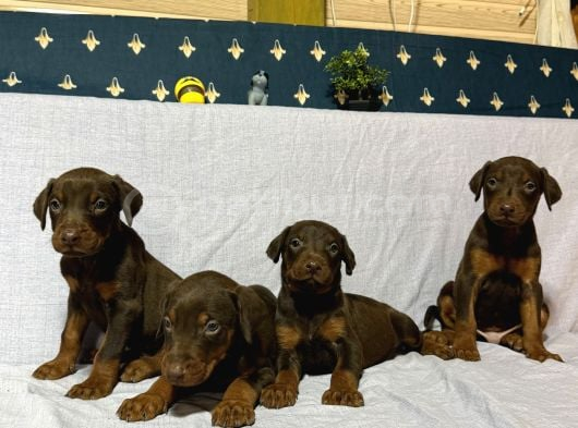 Doberman görsel