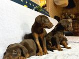 Doberman