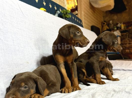 Doberman görsel