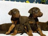 Doberman