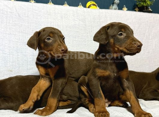 Doberman görsel